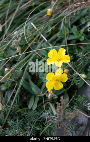 (Helianthemum nummularium ciste commune) en fleur Monte Poieto en Italie Banque D'Images