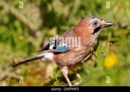 geai eurasien (Garrulus glandarius) assis à un étang au printemps. Banque D'Images