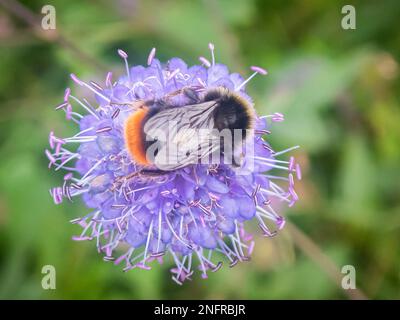 Bumblebee à queue rouge sur Diable's-bit scabious Banque D'Images