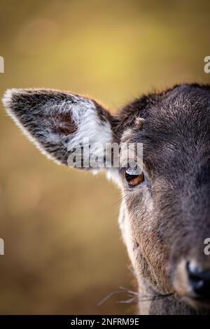 Gros plan sur un cerf de Virginie Banque D'Images