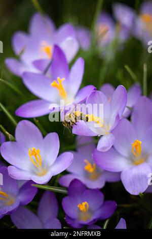 L'abeille recueille le nectar sur une fleur de crocus pourpre en Allemagne au printemps Banque D'Images