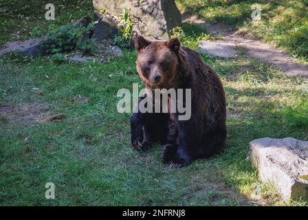 Ours brun dans le jardin zoologique de Silésie à Chorzow, région de Silésie en Pologne Banque D'Images