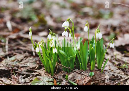 Les fleurs de Snowdrop (Galanthus) font le chemin à travers les feuilles mortes. Arrière-plan naturel du printemps. Banque D'Images