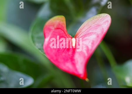 Anthurium andraeanum en forme de coeur (famille des Araceae). Fond naturel avec fleur rouge vif. Banque D'Images