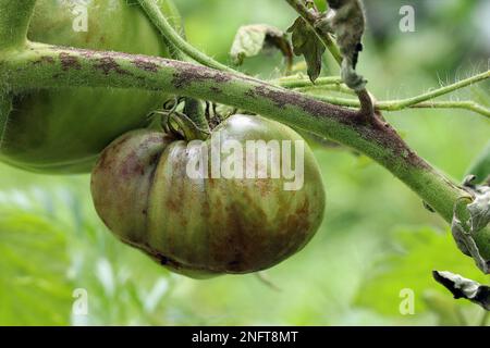 La plante de tomate et la tomate non mûre sont infectées par la brûlure tardive causée par le microorganisme semblable à un champignon Phytophthora infestans. Tiges, feuilles et fruits Banque D'Images