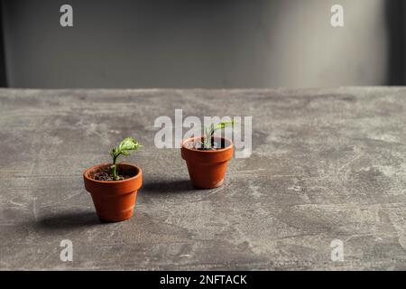 bébé hibiscus germe dans de minuscules pots en terre cuite sur un plan de table en ciment de béton Banque D'Images