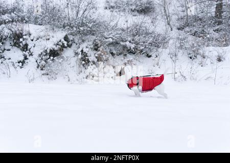 Jack Russell Terrier chien portant une veste rouge pour une promenade lors d'une chute de neige sur une journée froide d'hiver avec des arbustes enneigés en arrière-plan Banque D'Images