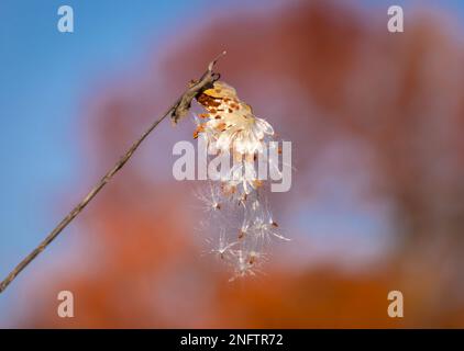 WARREN, VERMONT, États-Unis - ouverture et épandage des graines de lakids en automne. Asclépias Banque D'Images