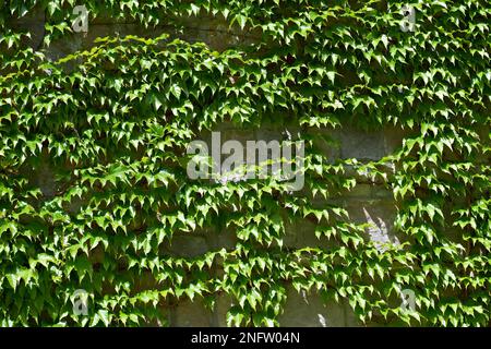 Plante grimpant sur le mur de pierre Banque D'Images