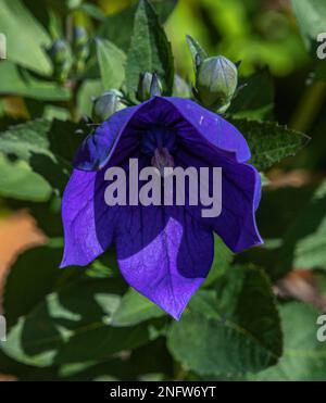 Platycodon grandiflorus Banque D'Images