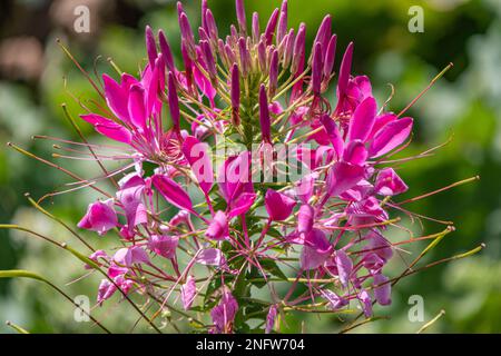 Gros plan sur la tête de fleurs de Cleome Spinosa Banque D'Images