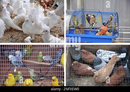 Les pigeons blancs et bruns, les bourgeons et les tisserands assis dans les cages de la foire du bétail Banque D'Images