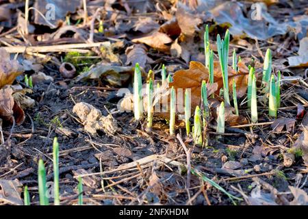 Daffodil (narcisse), gros plan montrant un groupe de nouvelles pousses poussant à travers la boue et la litière de feuilles décaissée d'un plancher de bois. Banque D'Images