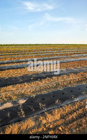 Champ potager bio avec des patchs recouverts de paillis en plastique au coucher du soleil. Banque D'Images