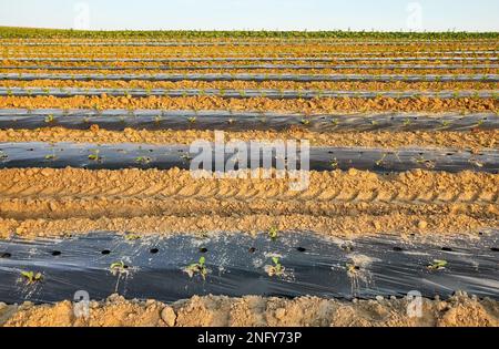 Champ potager bio avec des patchs recouverts de paillis en plastique au coucher du soleil. Banque D'Images