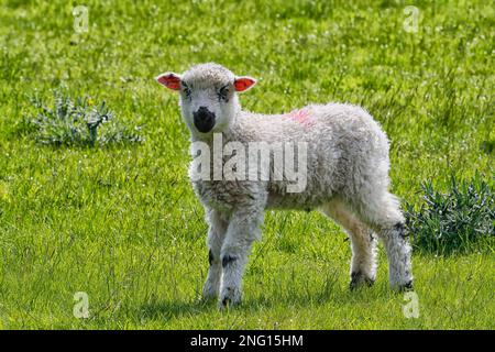 Un agneau (Ovis aries) sur une ferme à flanc de colline dans le North Yorkshire Banque D'Images