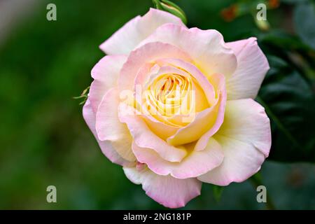 Gros plan de la rose sur fond vert foncé. Fleurs roses en couleur pastel pour l'arrière-plan. Banque D'Images