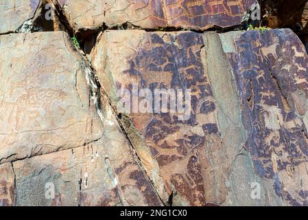 Dessin de roche de personnes anciennes pétroglyphes de grands et petits animaux de cerf sur des pierres dans les montagnes de l'Altai en Sibérie pendant la journée. Banque D'Images