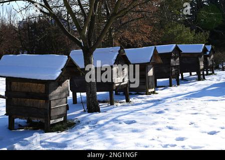 des rangées de vieilles ruches en bois recouvertes de neige le jour d'hiver ensoleillé Banque D'Images