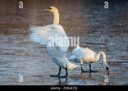 Deux cygnes blancs muets avec des becs orange se tenant sur la surface gelée d'un lac. L'un est de fourragent et l'autre d'étendre ses ailes. Jour d'hiver ensoleillé. Banque D'Images