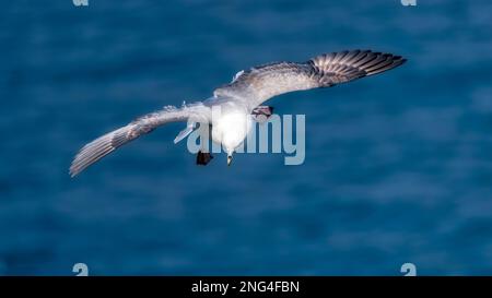 Fulmar du nord en vol au-dessus de l'océan Banque D'Images