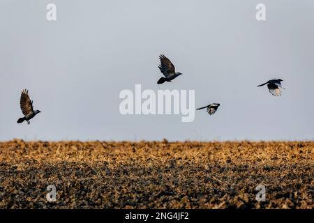 Quatre oiseaux, deux charaws eurasiens et deux magpies noires et blanches, volant au-dessus d'un champ labouré brun. Soirée ensoleillée. Ciel bleu en arrière-plan. Banque D'Images