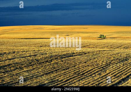 Moissonneuse-batteuse en champ de blé la récolte la récolte au coucher du soleil avant l'orage l'État de Washington USA Banque D'Images