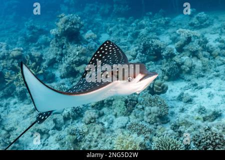 Aigle à rayon ocellé, Aetobatus ocellatus, juvénile, Abu Dabab, Marsa Alam, Égypte, Mer Rouge, Océan Indien Banque D'Images