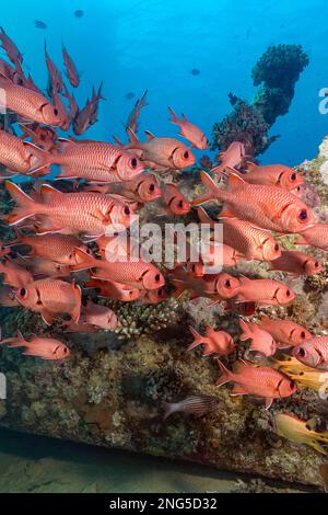 Pyjolée, Holocentridae Myripristis bemdthi, l'épave de la Barge, île de Gubal, Égypte, Mer Rouge, Océan Indien Banque D'Images