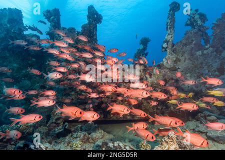 Pyjolée, Holocentridae Myripristis bemdthi, l'épave de la Barge, île de Gubal, Égypte, Mer Rouge, Océan Indien Banque D'Images