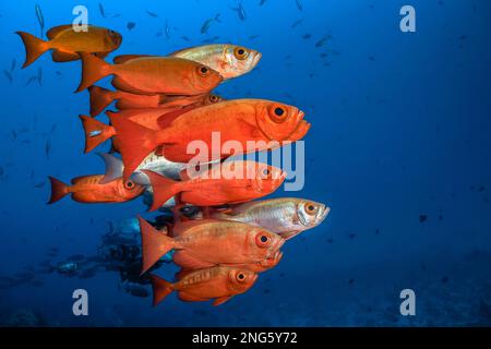 œil de bigote de la queue du croissant, hamrur de Priacanthus, ou œil de bigote de queue lunaire, ou œil de saillie arrondie de queue de lune, École, île de Kri, Raja Ampat, Papouasie occidentale, in Banque D'Images