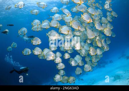 Poisson-batte orbiculaire, Platax orbicularis, poisson-batte circulaire, poisson-batte en orbite, poisson-batte rond, Ou batoïste orbital, école, Misool, Raja Ampat, Ouest Banque D'Images