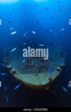 SS Thistlegorm Shipwreck, un navire à vapeur de fret britannique coulé par un bombardier allemand en 1941 pendant la Seconde Guerre mondiale, arc avec le fusilier à lignes minces, Caesio v Banque D'Images