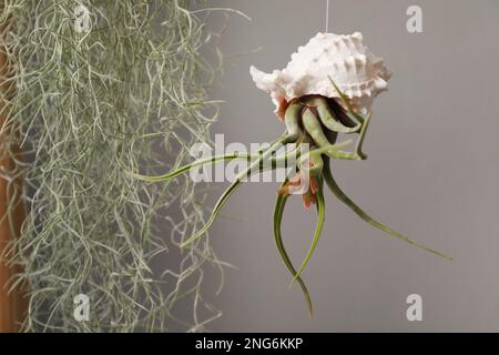 Tillandsia plante dans le seashell suspendu sur fond gris. Décoration de la maison Banque D'Images