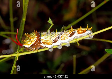 Chenille de papillon ou chenille de grand Citrus Butterfly. En cas de perturbation, les montants latéraux sont inclinés vers l'arrière vers le haut à l'avant, et brièvement vers l'arrière Banque D'Images