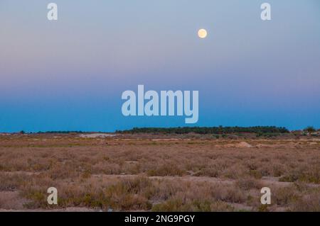 Lune au-dessus du désert de sel près du lac salé de Chott el Djerid, désert du Sahara, Tunisie, Afrique. Banque D'Images