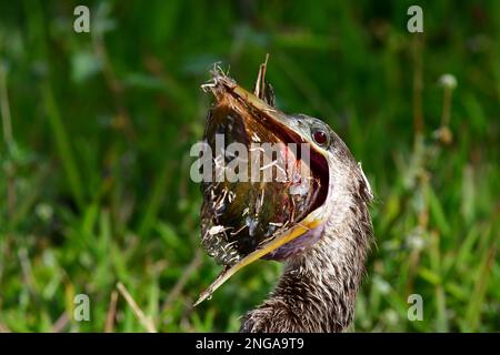 Anhinga - Anhinga anhinga - avalant de gros poissons sur le sentier Anhinga, dans le parc national des Everglades, en Floride. Banque D'Images