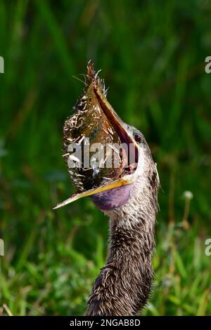 Anhinga - Anhinga anhinga - avalant de gros poissons sur le sentier Anhinga, dans le parc national des Everglades, en Floride. Banque D'Images