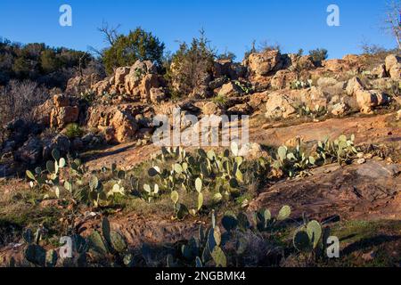 Roche de granit et cactus sur une colline située dans le Texas Hill Country, parc national d'Inks Lake Texas Banque D'Images