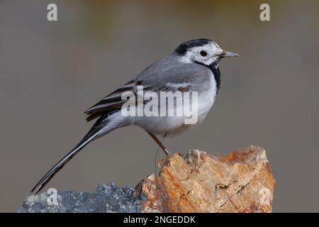 Observation de petits oiseaux sur la pierre, White Wagtail, Motacilla alba Banque D'Images