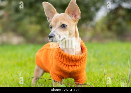 Chien Chihuahua dans une veste orange se tient dans l'herbe verte dans l'après-midi dans le parc Banque D'Images