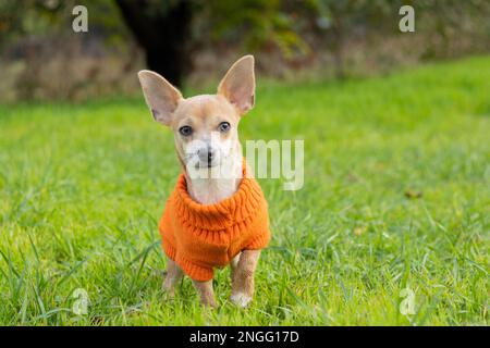 Chien Chihuahua dans une veste orange se tient dans l'herbe verte dans l'après-midi dans le parc Banque D'Images