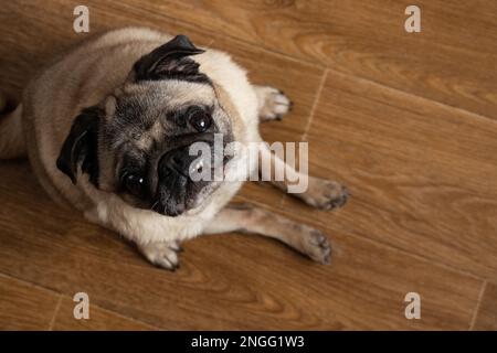 chien pug assis sur le sol de la cuisine en attendant le déjeuner Banque D'Images