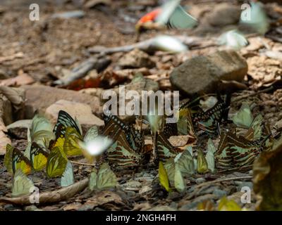 Un rassemblement de papillons colorés au cours d'une sortie de sel au parc national de Kaeng Krachan, en Thaïlande Banque D'Images