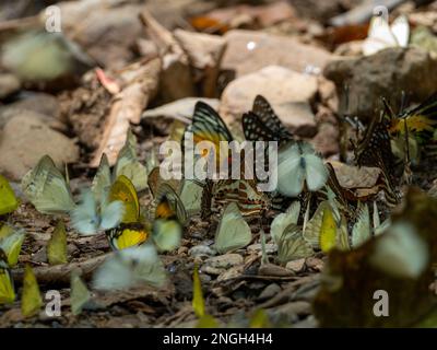 Un rassemblement de papillons colorés au cours d'une sortie de sel au parc national de Kaeng Krachan, en Thaïlande Banque D'Images