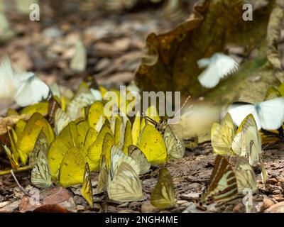 Un rassemblement de papillons colorés au cours d'une sortie de sel au parc national de Kaeng Krachan, en Thaïlande Banque D'Images