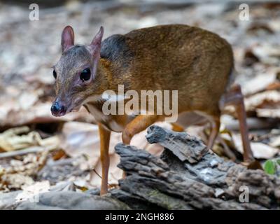 Chevrotain de moindre importance, Tragulus kanchil, également connu sous le nom de cerf de souris de moindre importance, l'un des plus petits mammifères à hoofed du monde en Thaïlande Banque D'Images