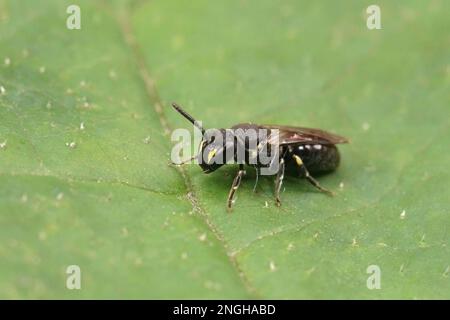 Gros plan naturel sur une femelle blanche à visage jaune, Hylaeus communis, assise sur une feuille verte Banque D'Images