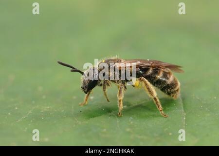 Gros plan détaillé sur une petite abeille femelle à l'odeur du sillon, Lasioglossum calceatum, assise sur une feuille verte Banque D'Images