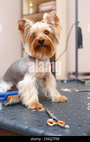 Adorable chien terrier du Yorkshire posé sur une table dans un salon de toilettage pour animaux de compagnie. Concept d'hygiène et de soins de la santé animale Banque D'Images